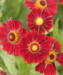 Helenium “Ruby Tuesday”