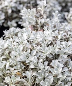 Helichrysum petiolare “Moe’s Silver”