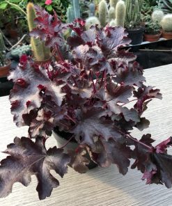 Heuchera “Black Beauty”