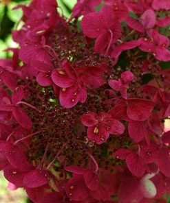 Hydrangea paniculata “Wim’s Red”