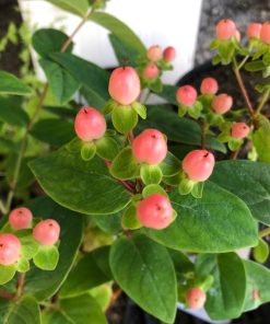 Hypericum “Miracle Blossom”