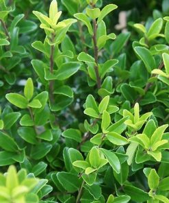 Ilex maximowicziana “Impala”