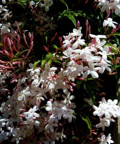 Jasminum polyanthum