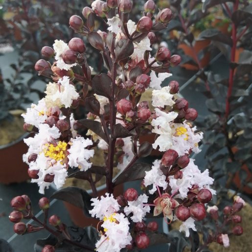 Lagerstroemia indica “Black Solitaire Blush”
