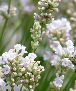 Lavandula angustifolia “Arctic Snow”