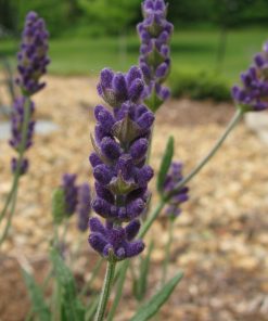 Lavandula angustifolia “Hidcote Blue”
