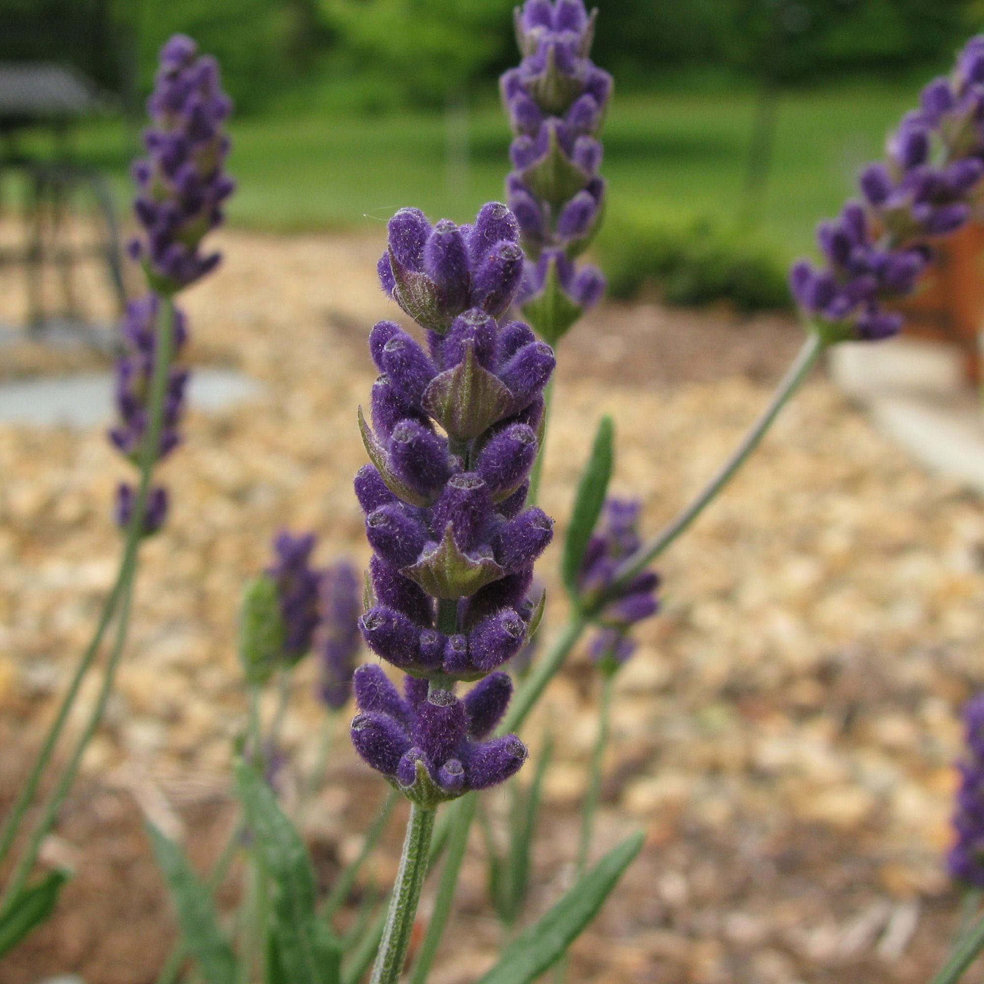 Lavandula angustifolia “Hidcote Blue”