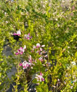 Lespedeza thunbergii “Edo-shibori”