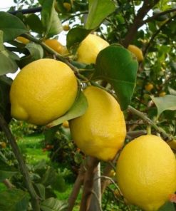 Limone “Zagara Bianca”