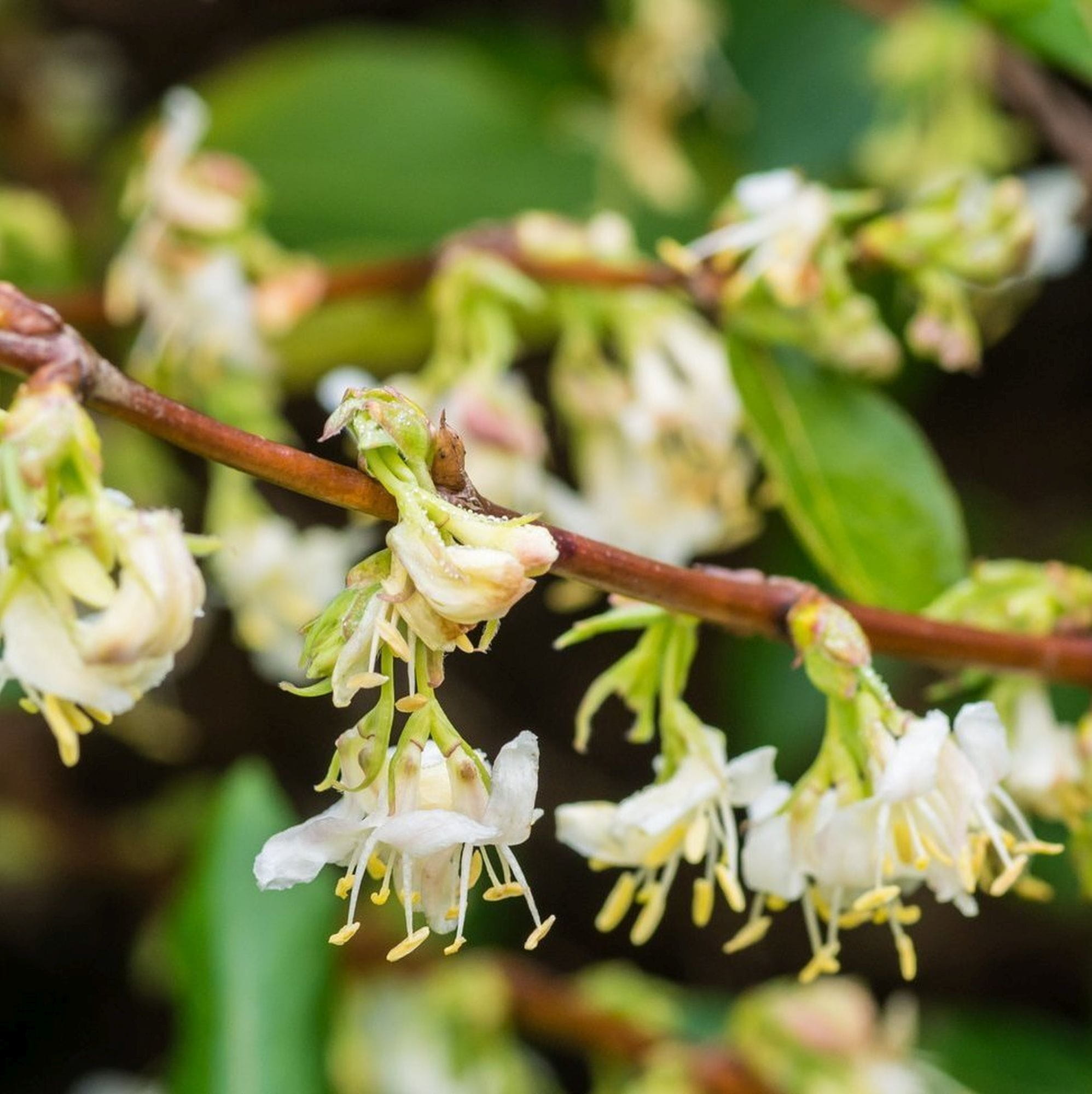 Lonicera fragrantissima - immagine 2