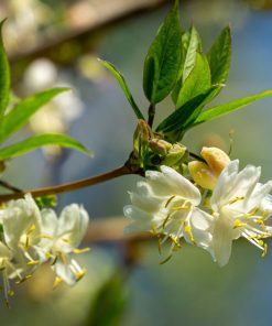 Lonicera fragrantissima