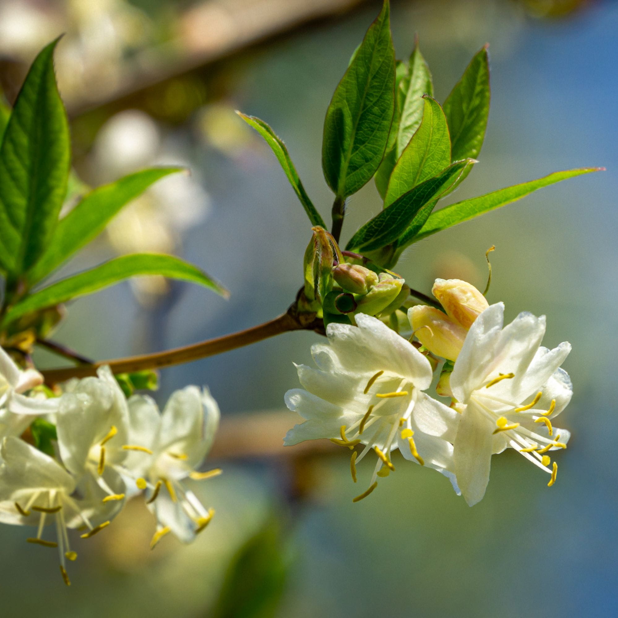 Lonicera fragrantissima