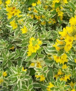 Lysimachia punctata “Alexander”