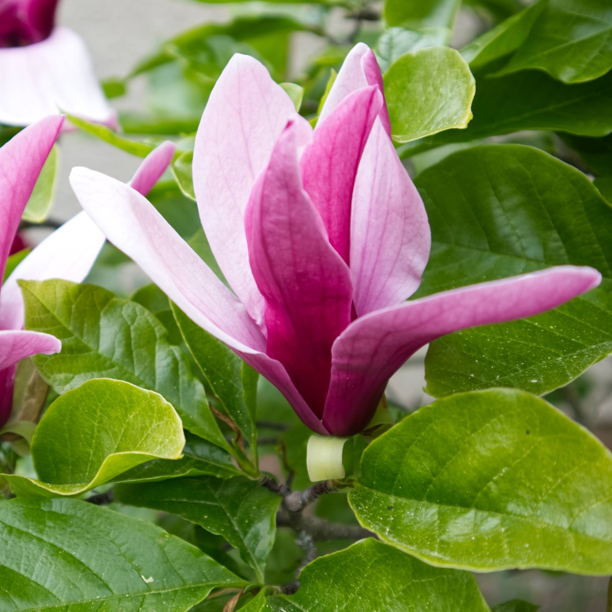 Magnolia liliiflora “Nigra”