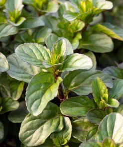 Menta x piperita f. citrata