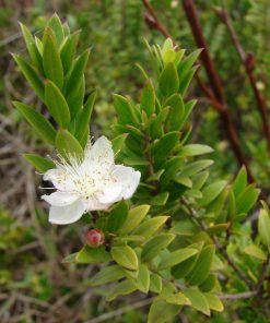 Myrtus communis