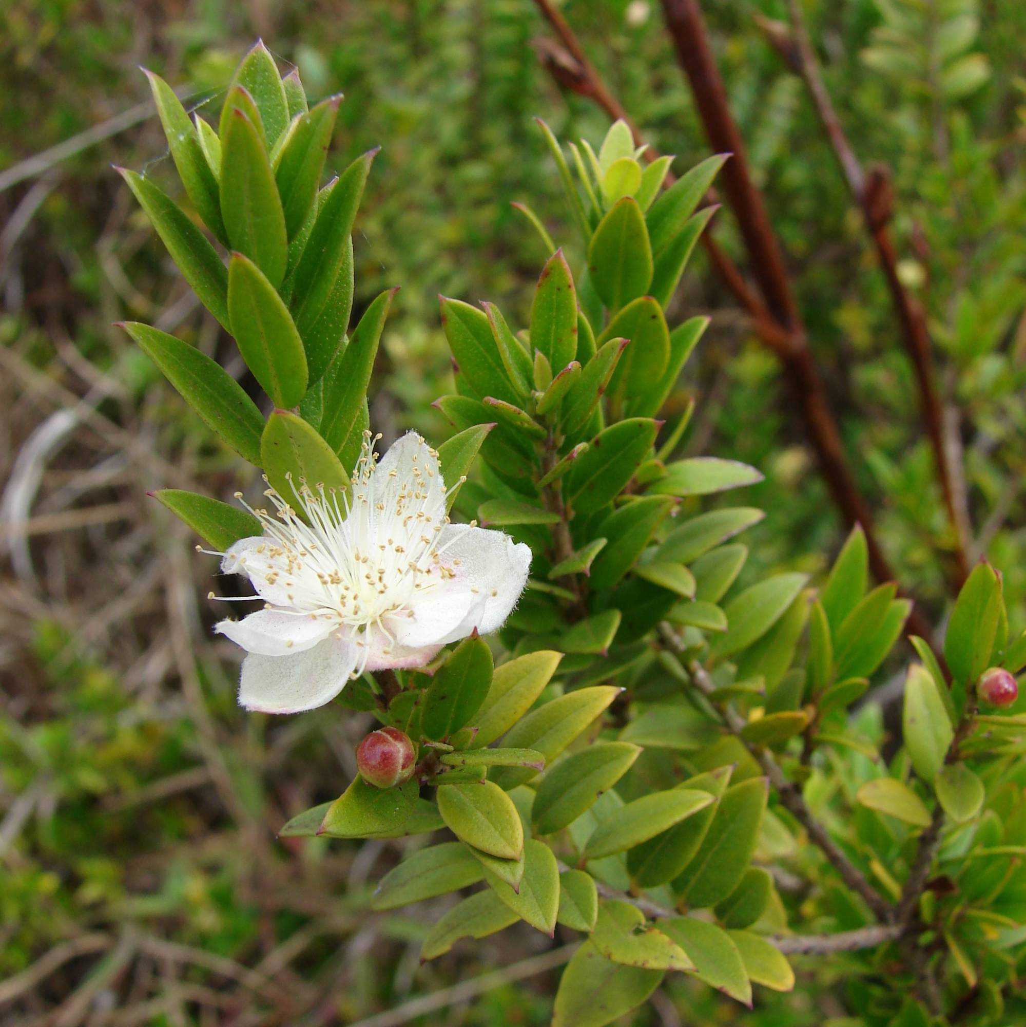 Myrtus communis