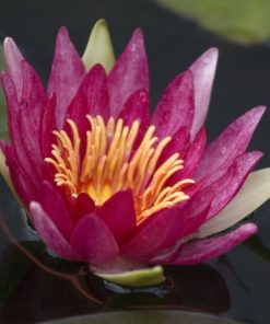 Nymphaea “Newton”