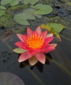 Nymphaea “Graziella”