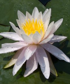 Nymphaea “Odorata W.B. Shaw”