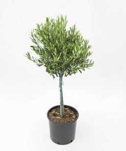 Olea europaea – alberello