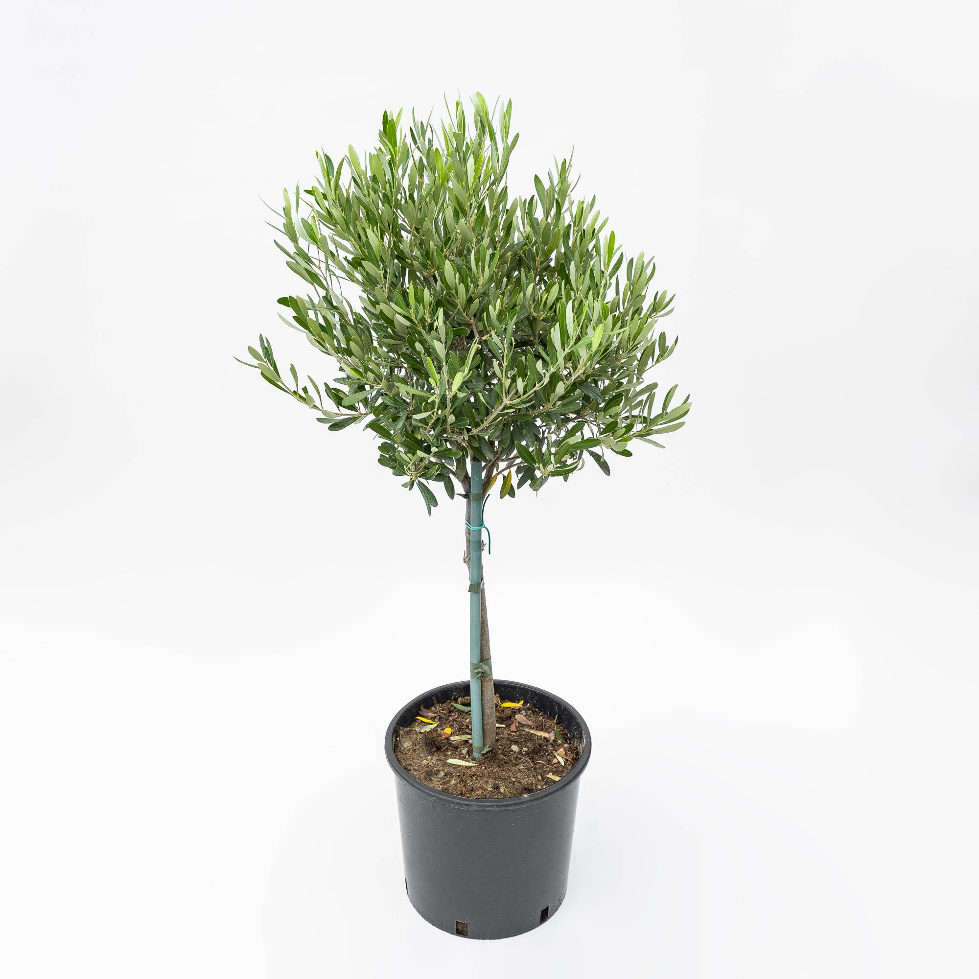 Olea europaea – alberello