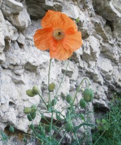 Papaver alpinum