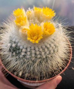 Parodia chrysacanthion