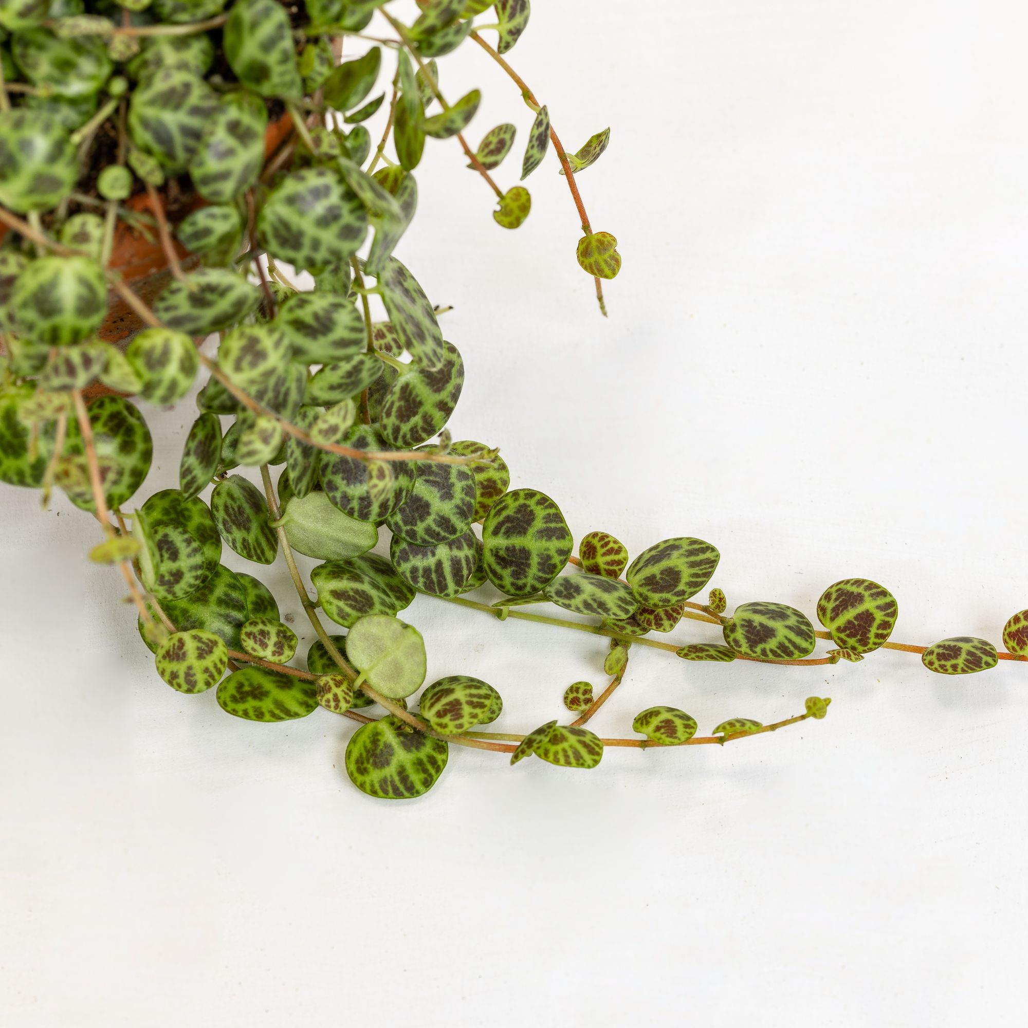 Peperomia prostrata Baby Plant - immagine 2