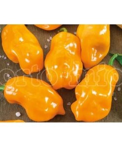 Peperoncino piccante “Habanero arancione”