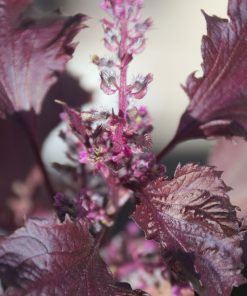 Perilla frutescens var. crispa