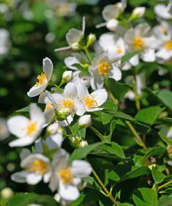 Philadelphus coronarius