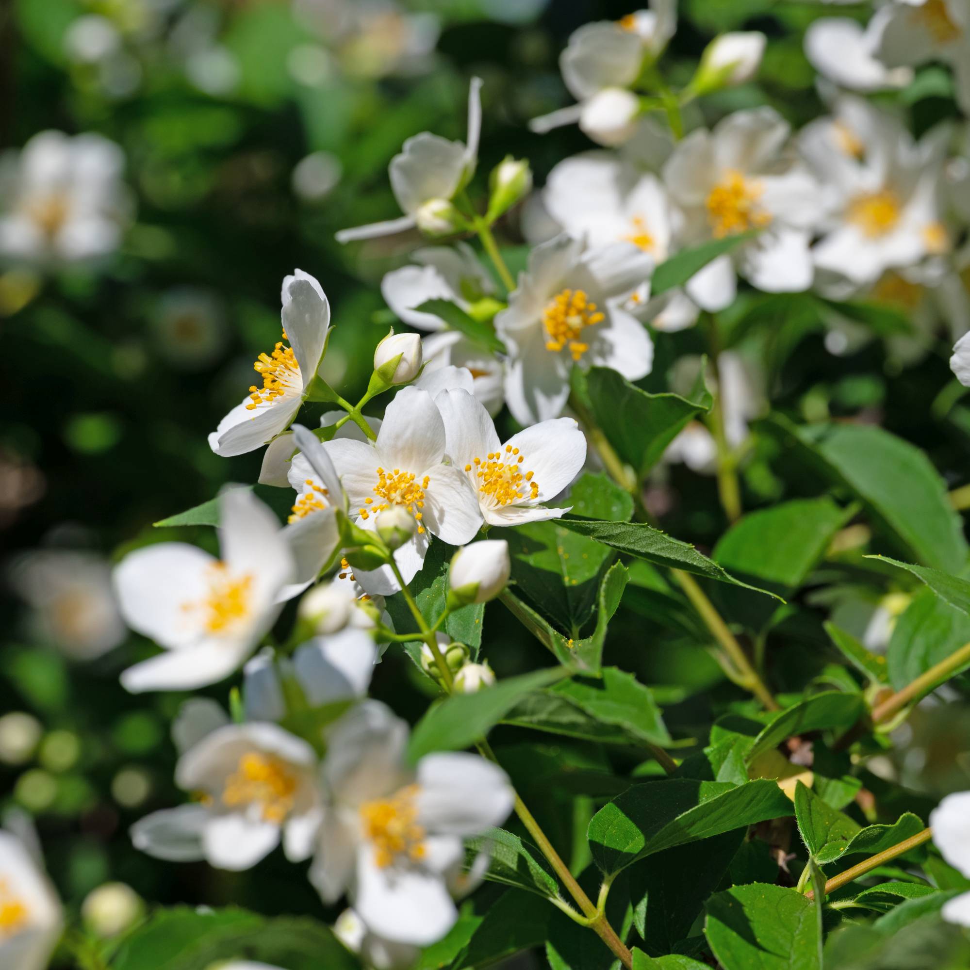 Philadelphus coronarius