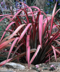 Phormium tenax “Pink Panther”
