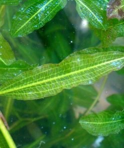 Potamogeton lucens
