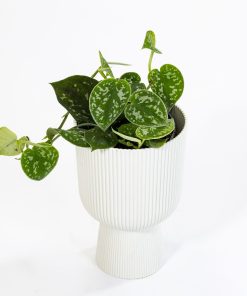 Pothos pictus “Argyraeus”
