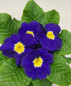 Primula vulgaris viola scuro