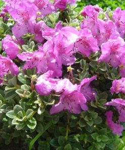 Rhododendron calostrotum “Keleticum”
