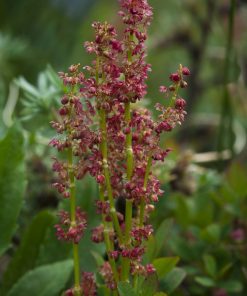 Rumex acetosa