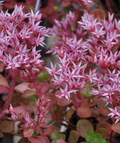 Sedum spurium “Purpurteppich”
