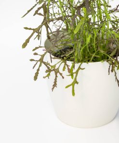 Senape Indiana o Senape rossa