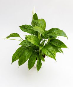 Spathiphyllum wallisii