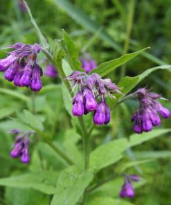 Symphytum officinale