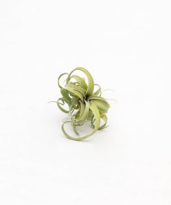 Tillandsia “Curly Slim”