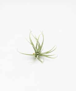 Tillandsia recurvifolia var. subsecundifolia