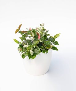 Trachelospermum jasminoides “Tricolor”