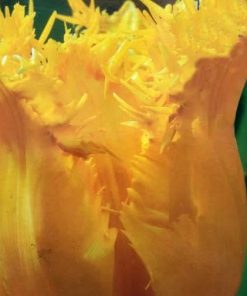 Tulipano Viridiflora Crispa Hamilton (5 BULBI)