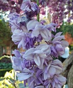 Wisteria floribunda “Violacea Plena” o “Black Dragon”